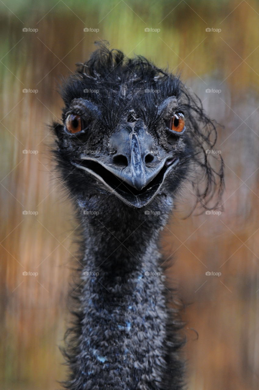 Emu.
