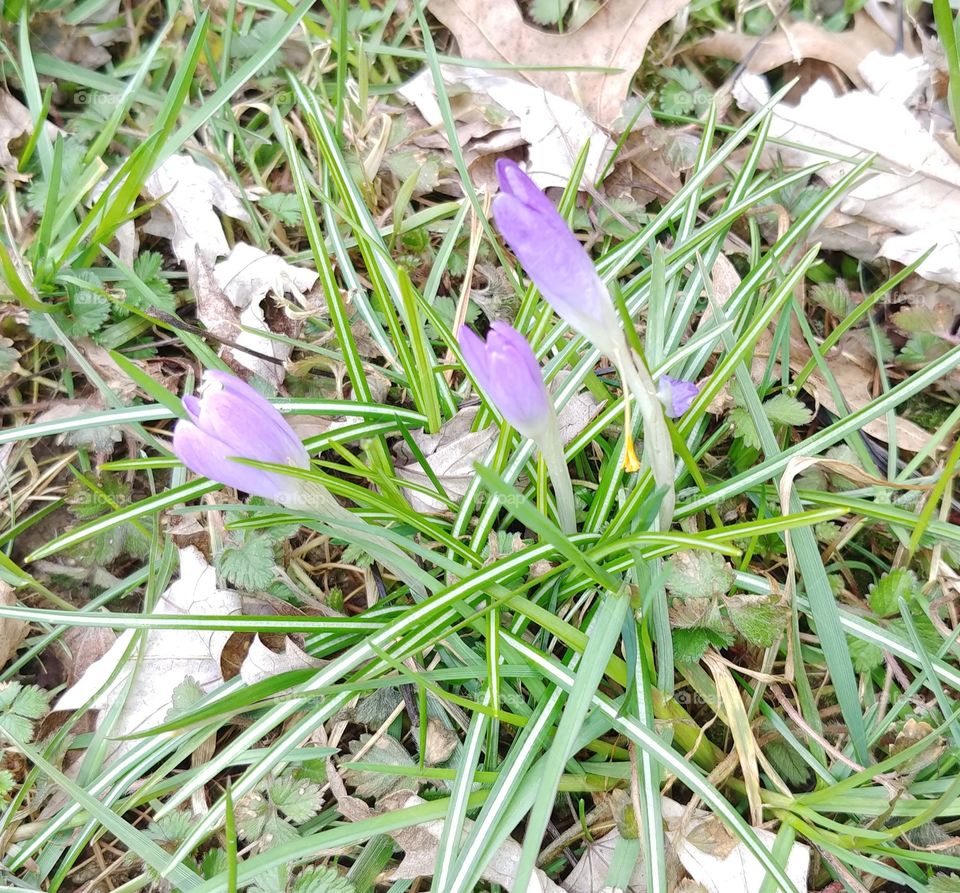 First Signs of Spring