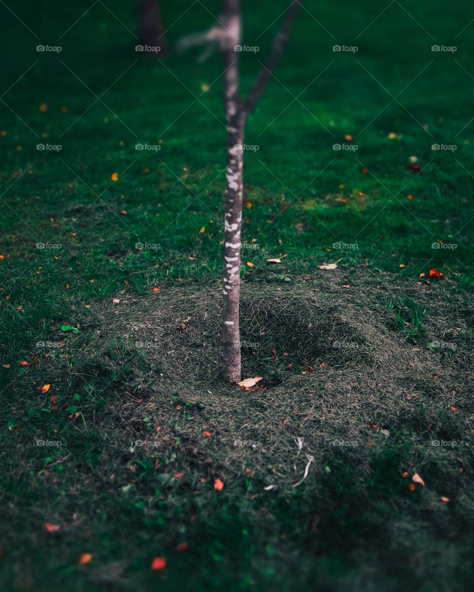 Tree in park
