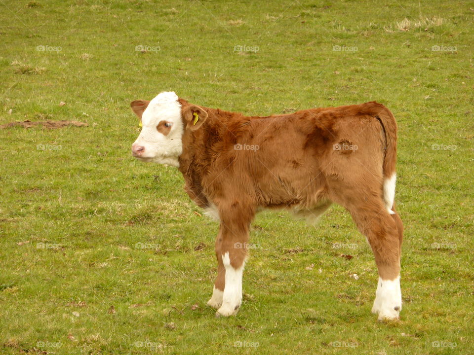 Cute little calf 