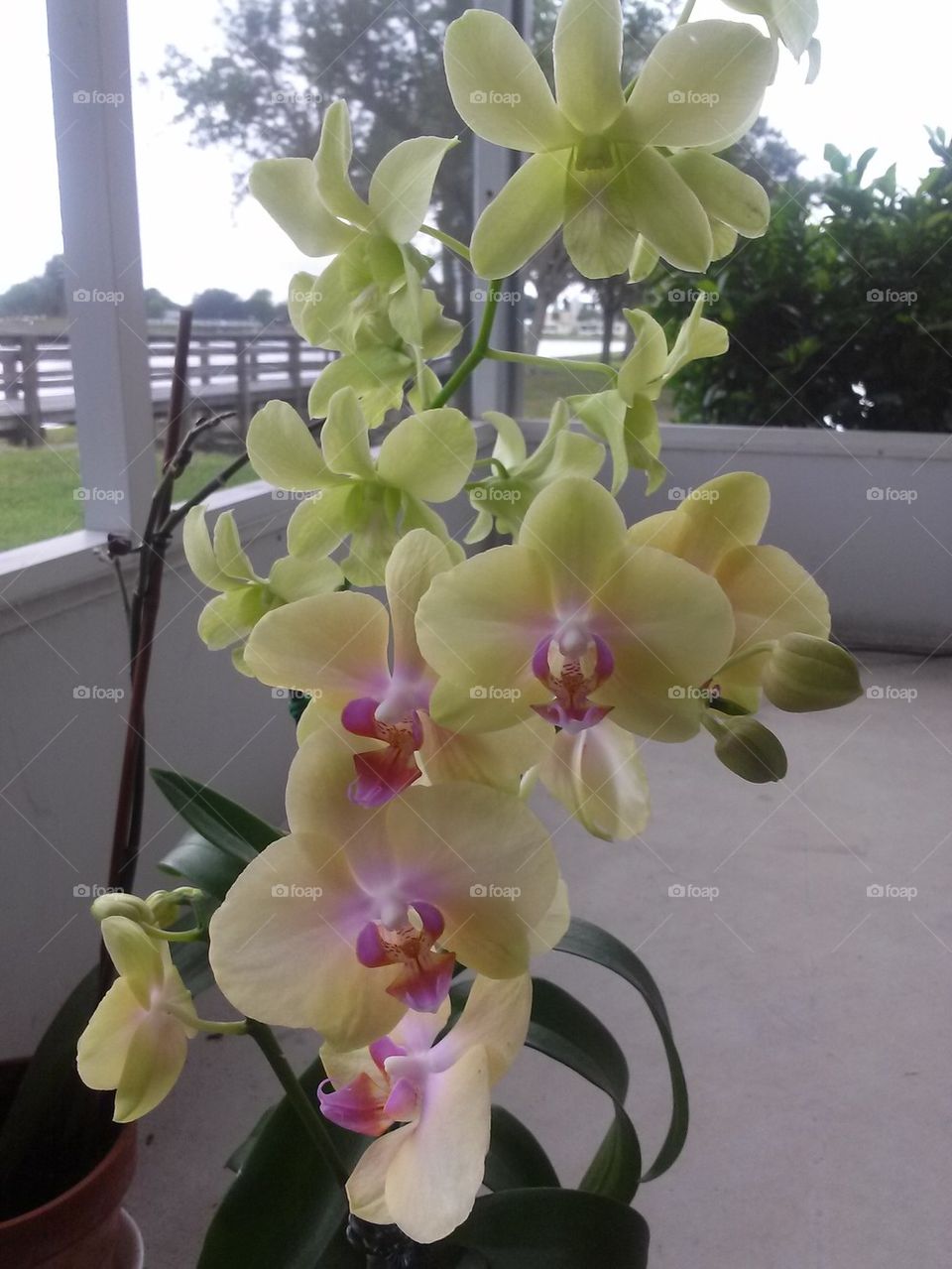orchids of bright