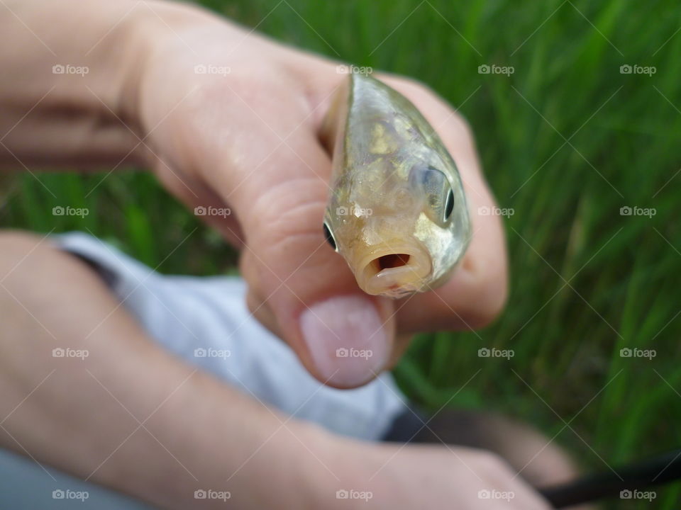 Holding still live fish