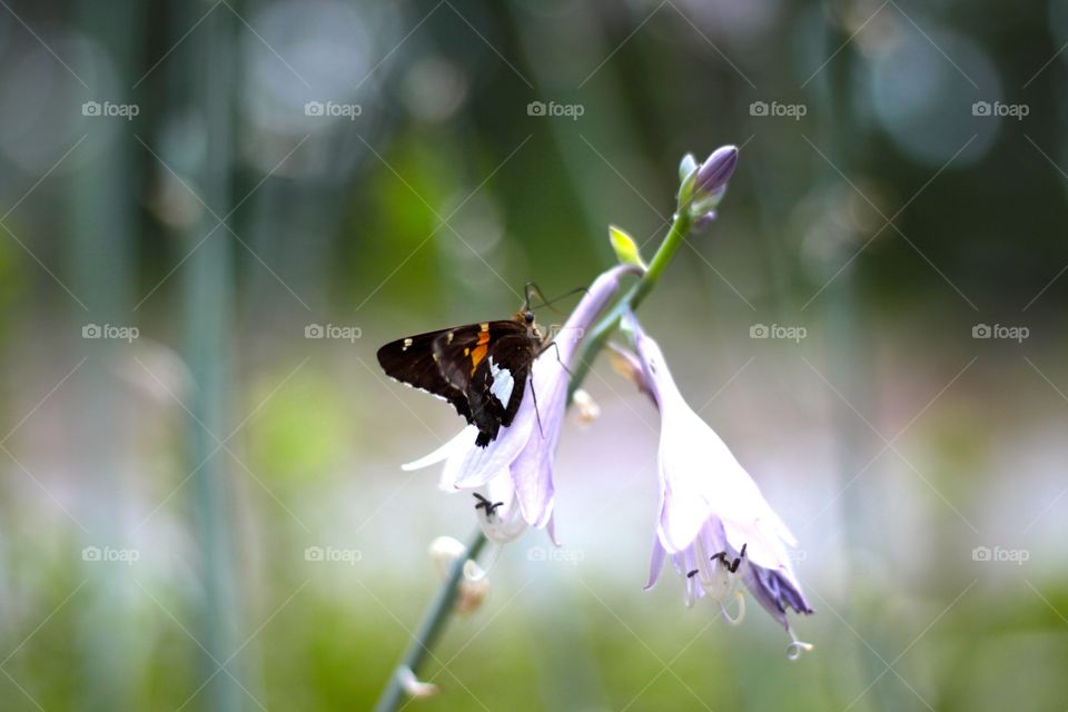 Spring butterfly 