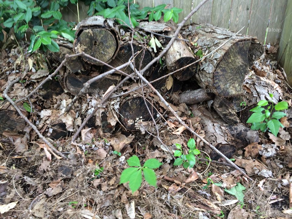 Wood pile 