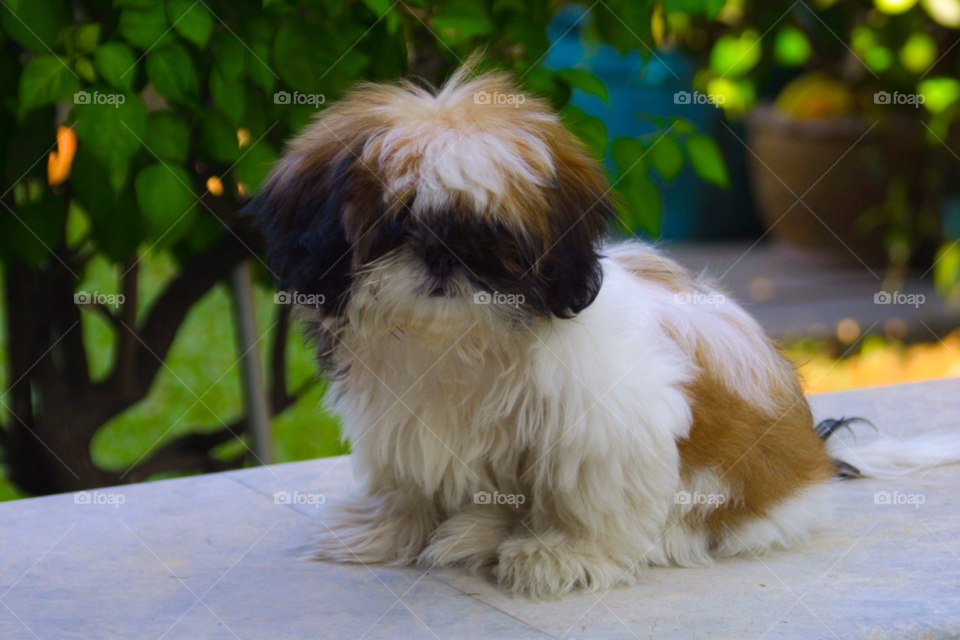 dog animal bangkok thailand by cmosphotos