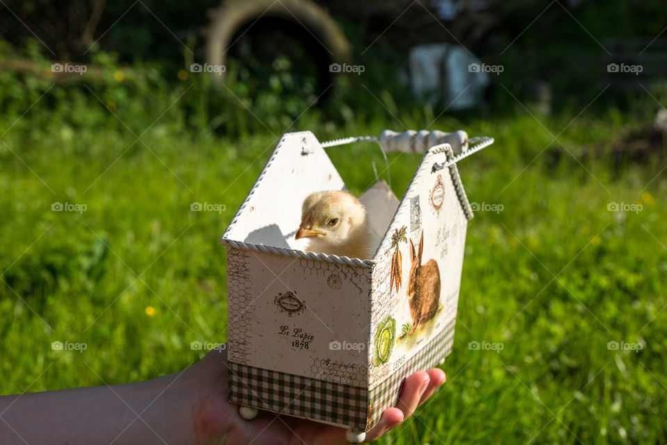 Little chicken in a basket