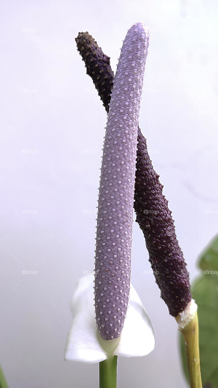 Photo of the Year: Plants
Texture macro photography of Anthurium spadix. Anthurium is a genus of about 1,000 species of flowering plants, the largest genus of the arum family, Araceae. General common names include anthurium, tailflower, flamingo.