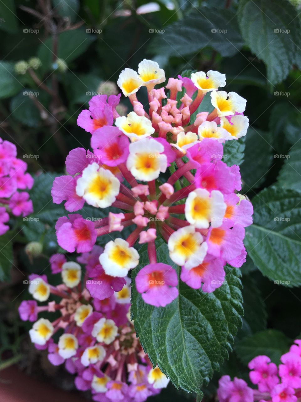 Pink and yellow clusters