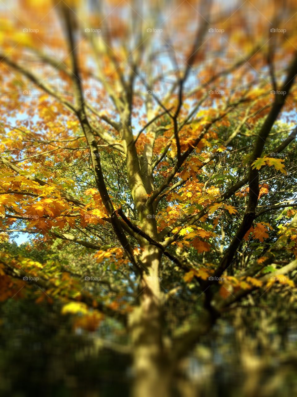 Autumn colours 
