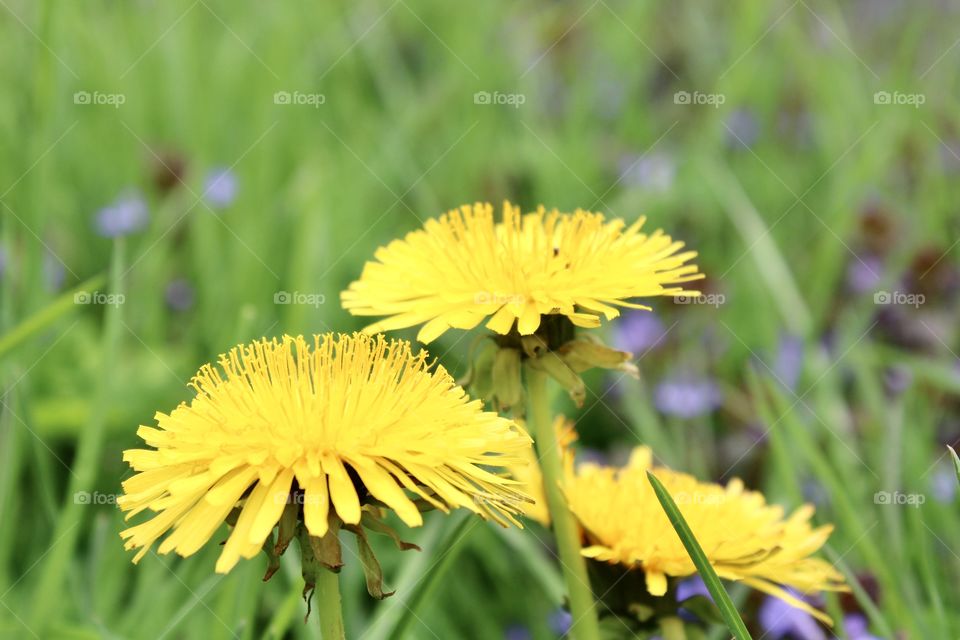 Dandelions in a Field