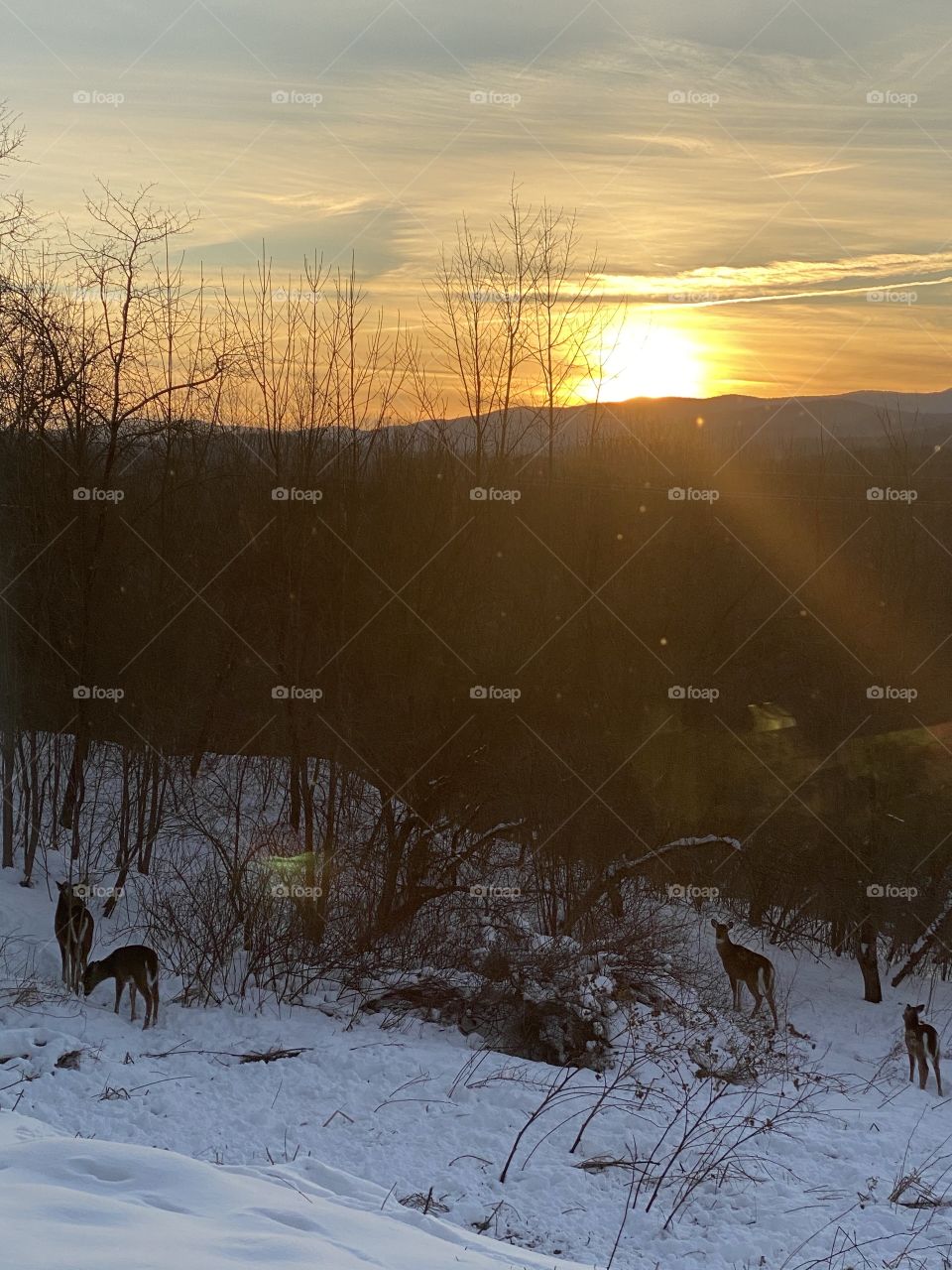 Deer & winter sunset