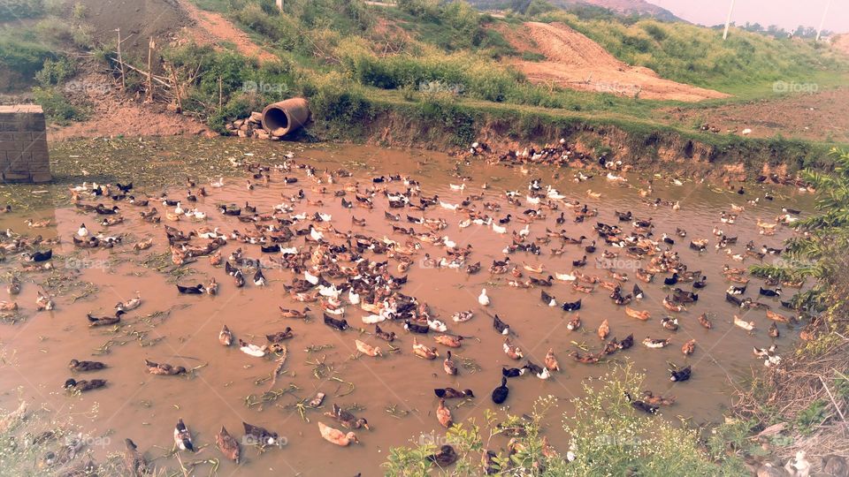 UP India Gramin Bakt Palan