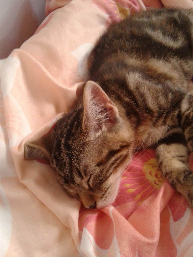 gato dormindo cat