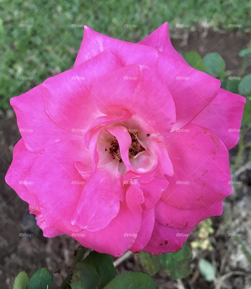 🌹 🇺🇸 Very beautiful flowers to brighten our day.  Live nature and its beauty. Did you like the delicate petals? / 🇧🇷 Flores muito bonitas para alegrar nosso dia. Viva a natureza e sua beleza. Gostaram das pétalas delicadas? 