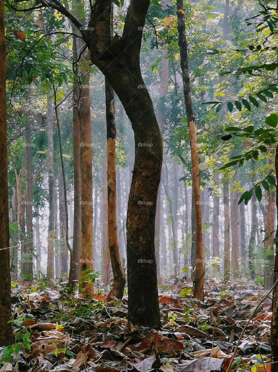 Forest in Central Java, Indonesia
