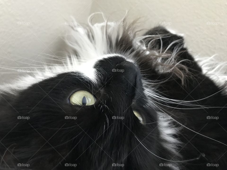 Cat upside down staring into space