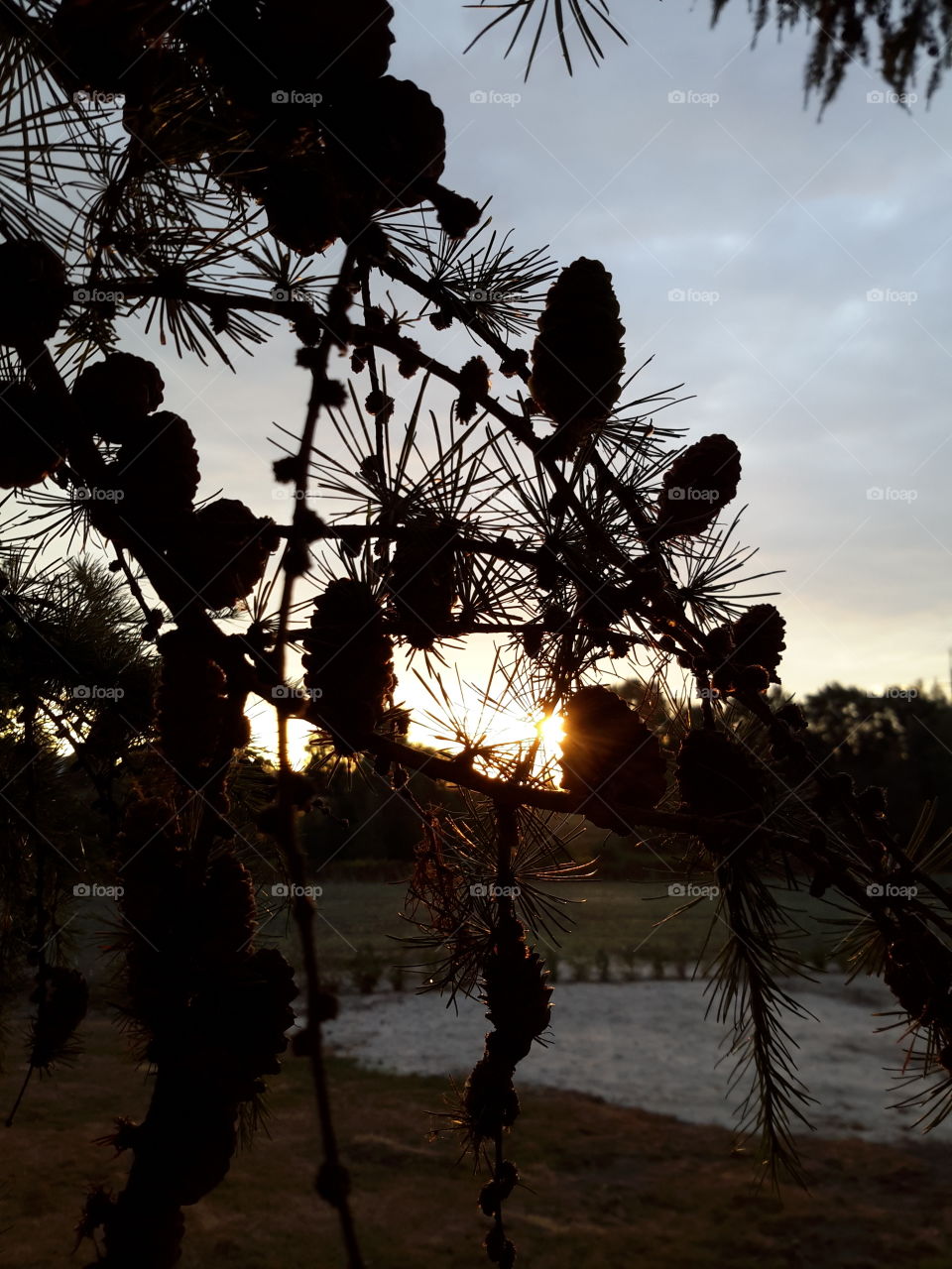 Sunrise through the branches