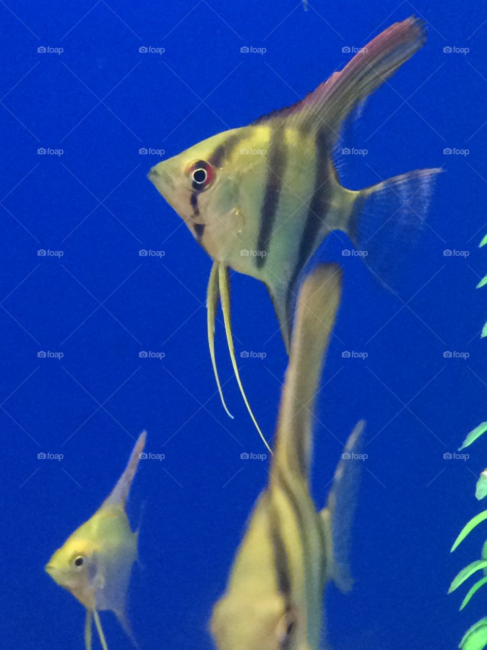 Underwater the fish don't stink!!!!! Lol