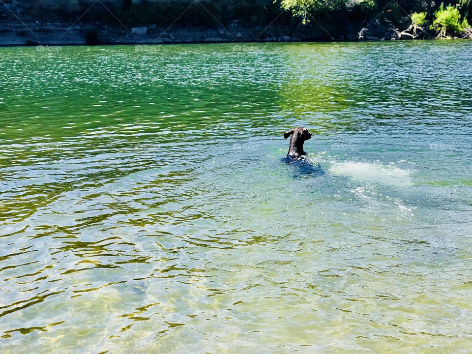 My Pet is enjoying the water 