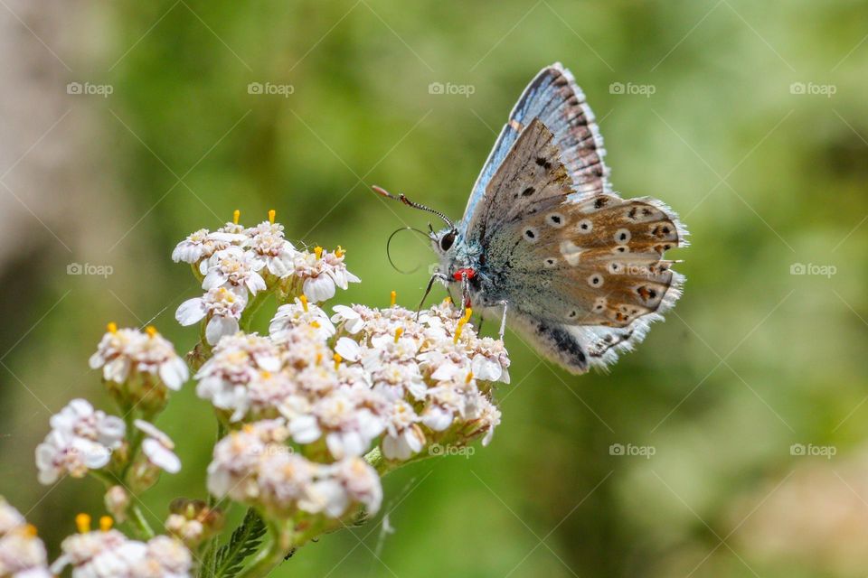 butterfly on wild flower in the mountains