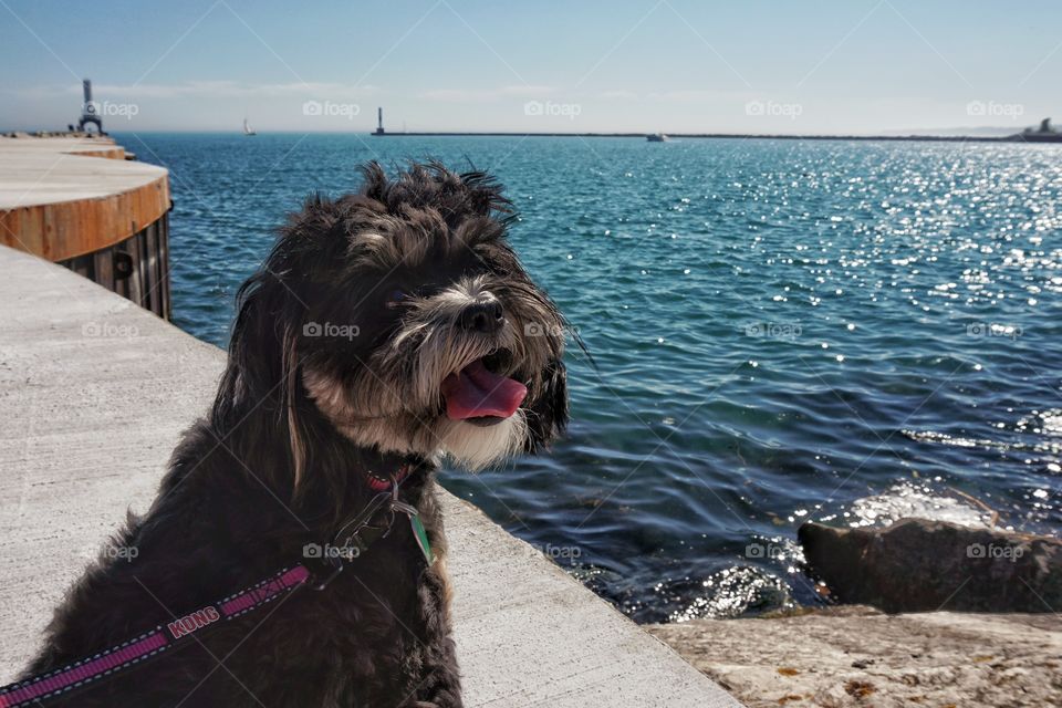 Close-up of dog on pier