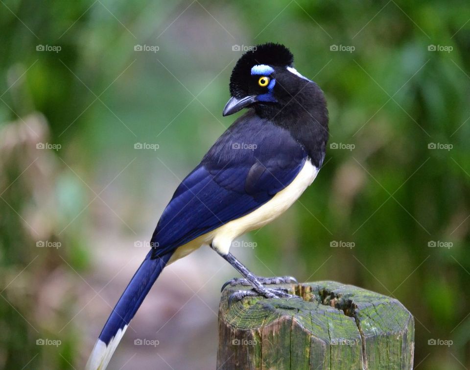 Plush Crested Jay