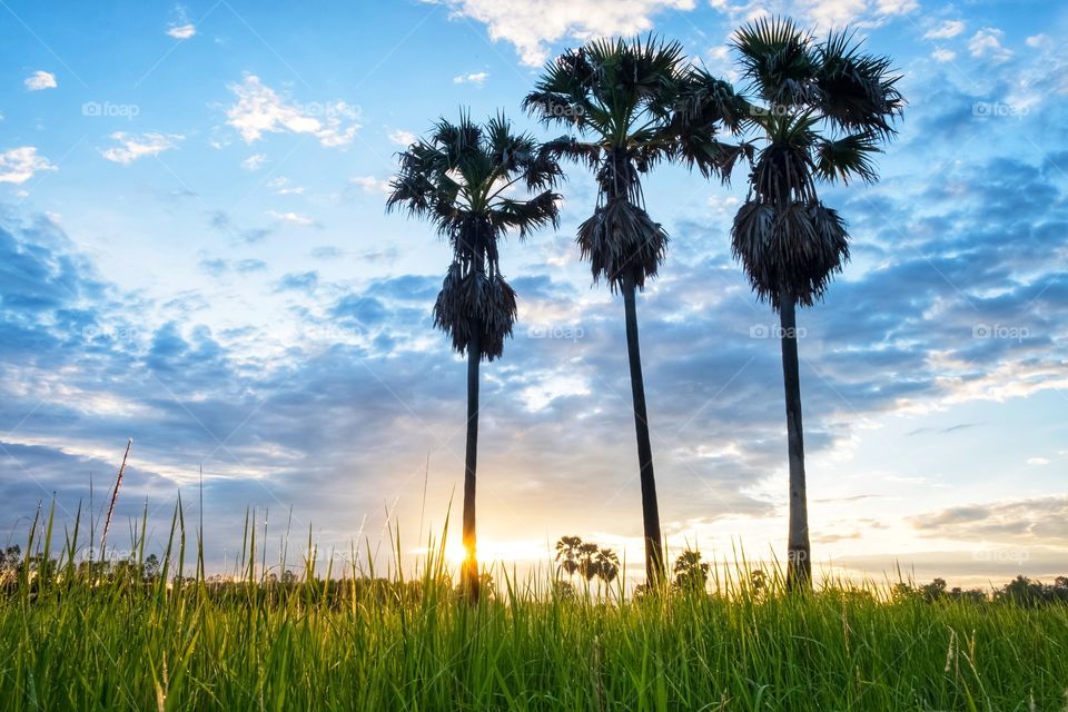 Sunrise behind silhouette of sugar palm in countryside of Thailand
