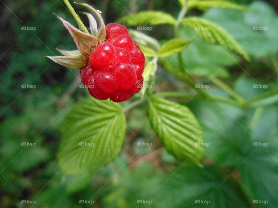 Close-up of a raspberry