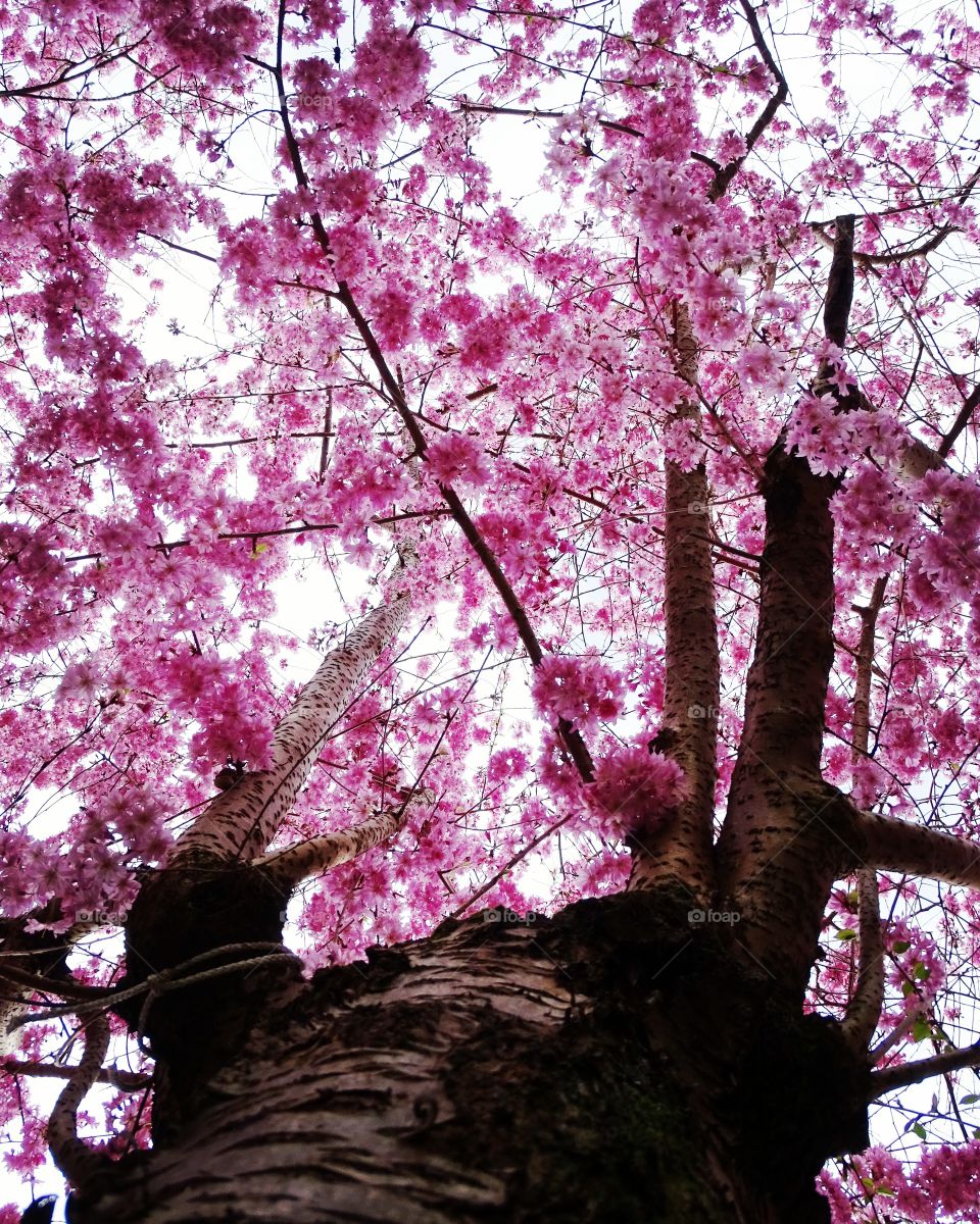 Kirschblüten Baum