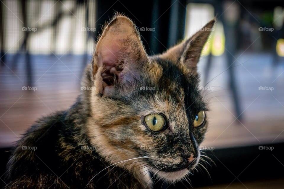 Tortoiseshell cat