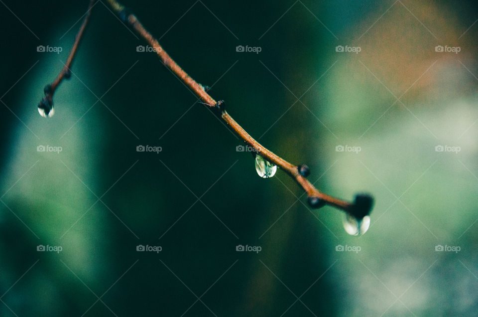 Branch with water drop