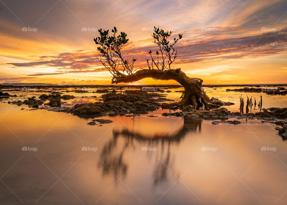 Beautiful Sunset And Reflection Tree