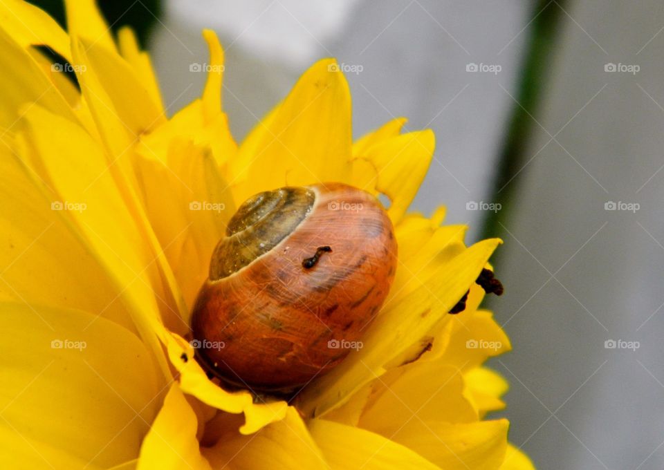 Snail