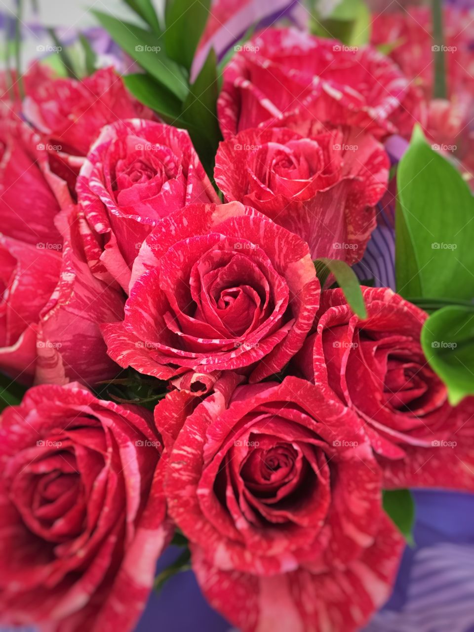 Detail of white and red roses variegated