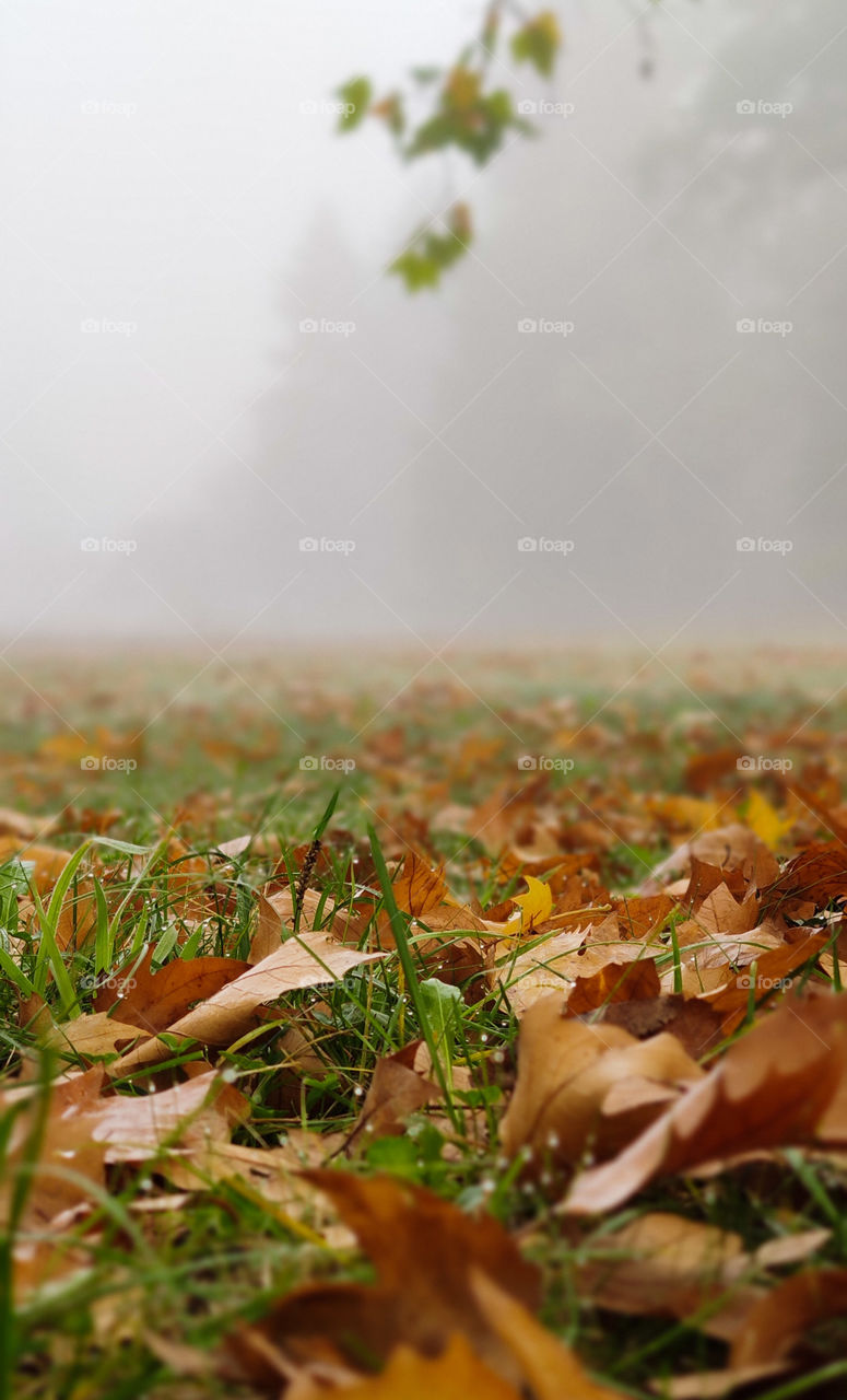 Foliage and fog