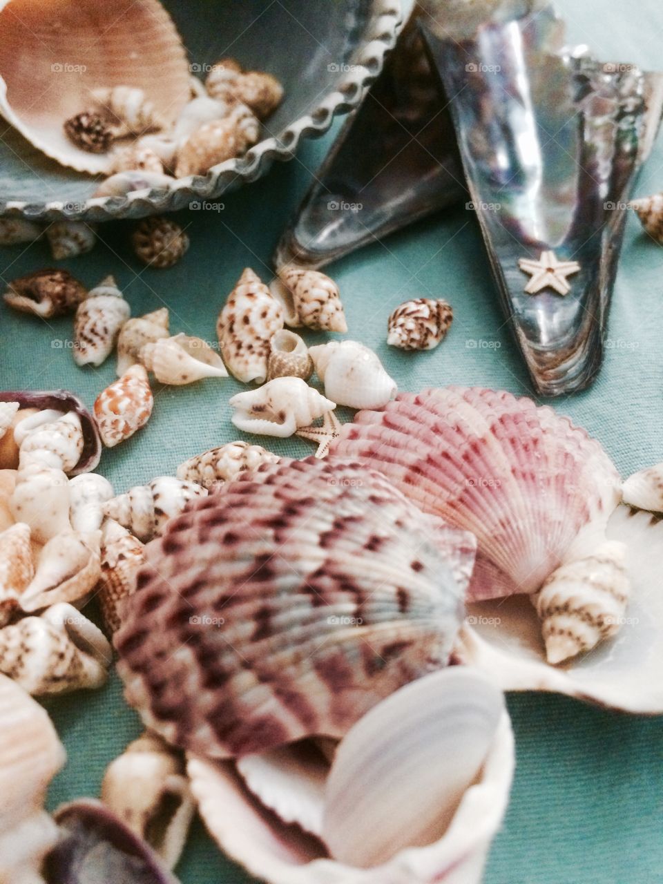 Beach collection of seashells