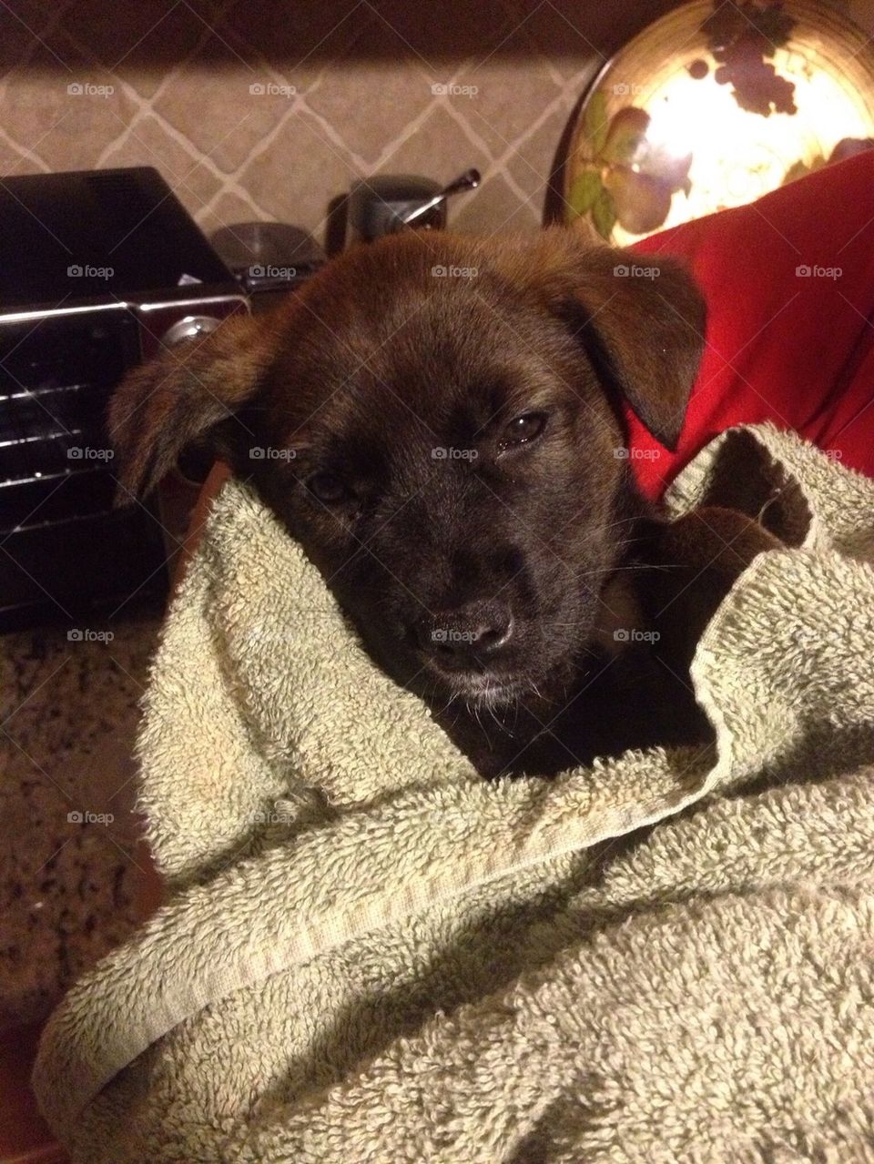 Puppy first bath 