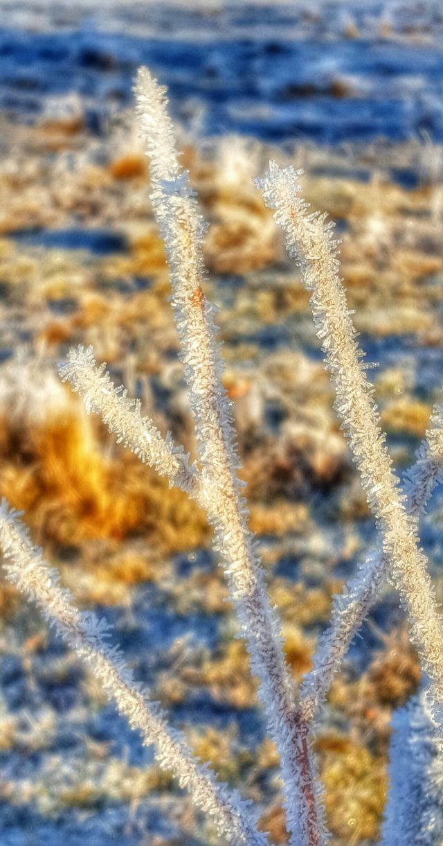 Frozen bush