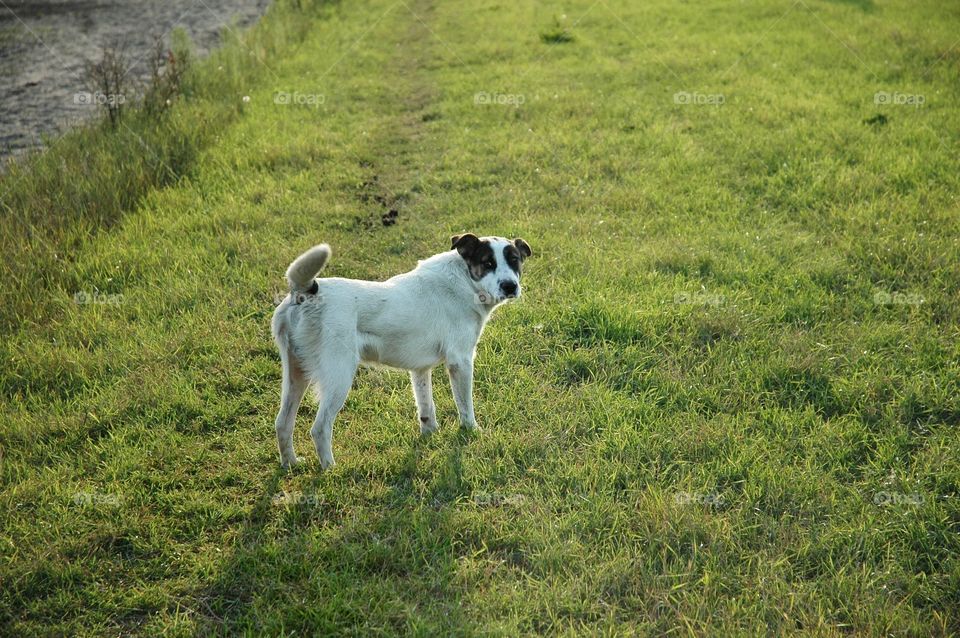 Dog standing on grass in the sun