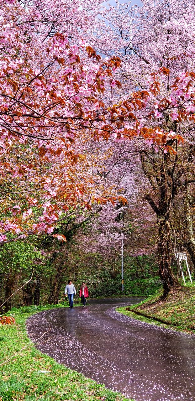Cherry blossom road