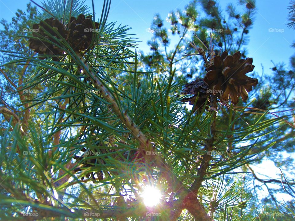 Tree green sunlight day outdoor summer