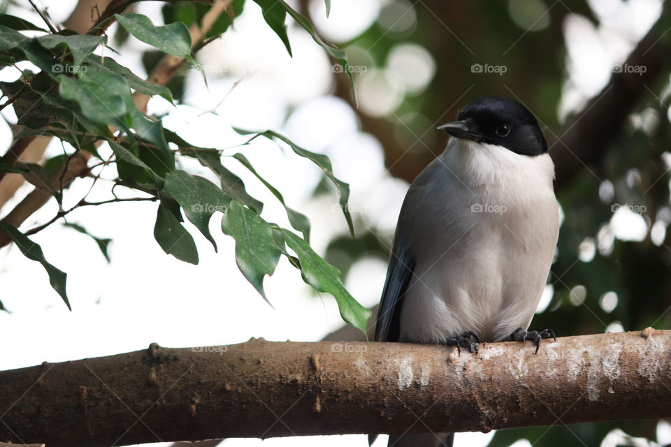 Bird in tree