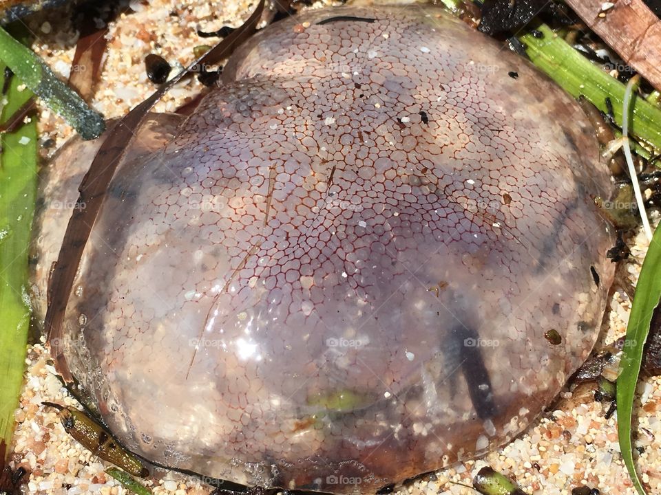 Blob! Jellyfish washed up on shore at low tide Australia 