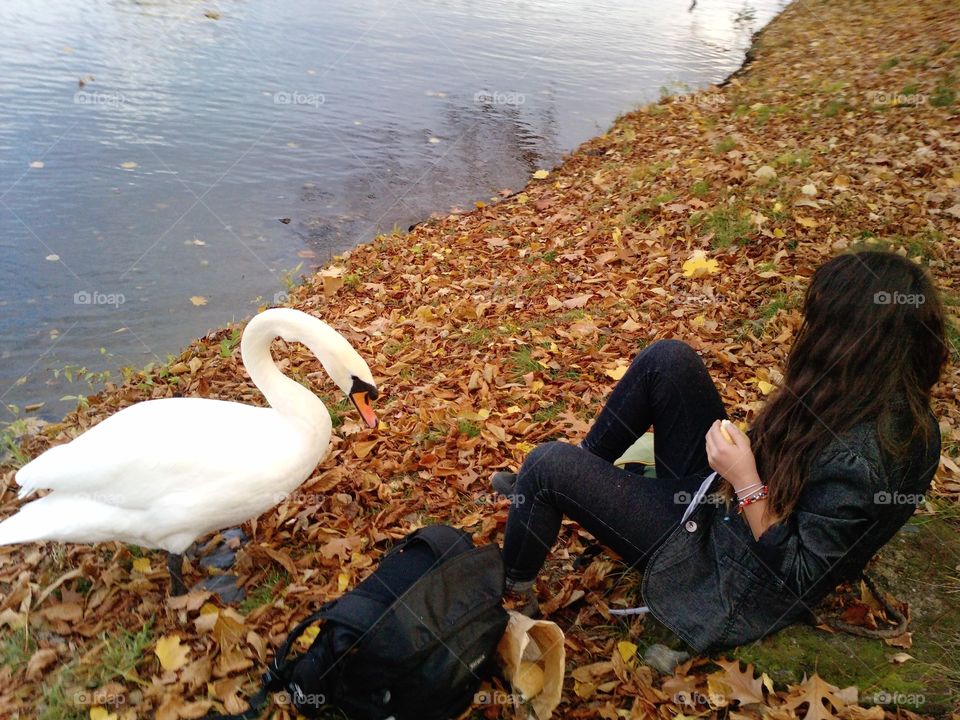 swan island. feeding the swan