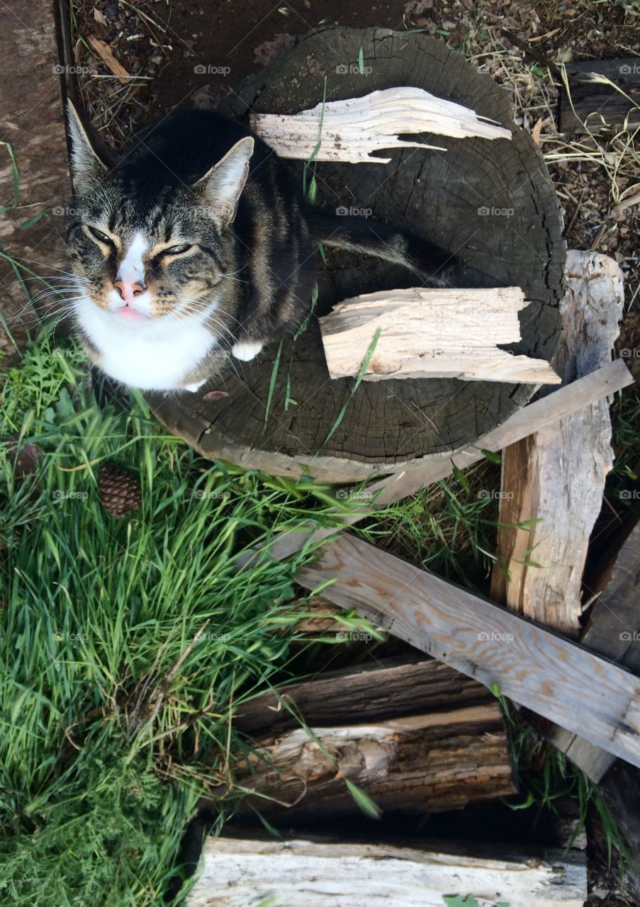 Cat on a stump 