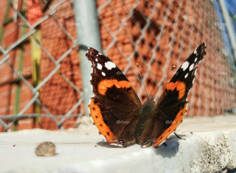 Orange butterfly near fence