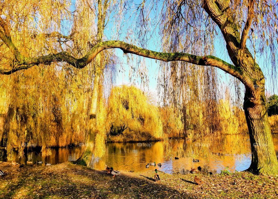 Golden autumn reflections in a lake with a weeping willow hanging down in the foreground against a blue sky