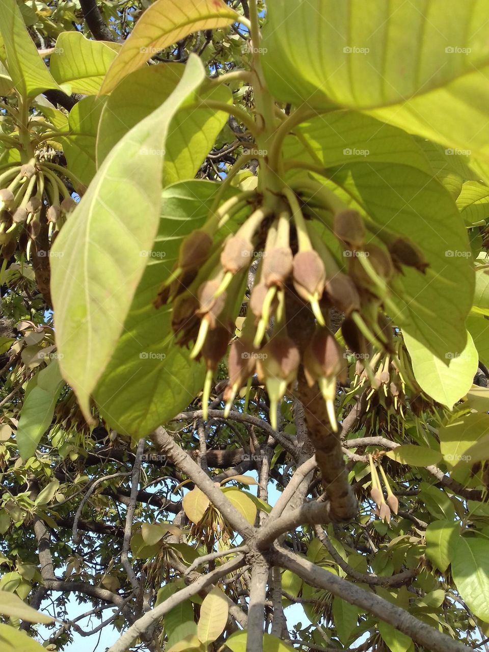Mahua preparations are used for removing intestinal worms, in respiratory infections and in cases of debility and emaciation. The astringent bark extract is used for dental-related problems, rheumatism, and diabetes. Madhuca longifolia flowers season
