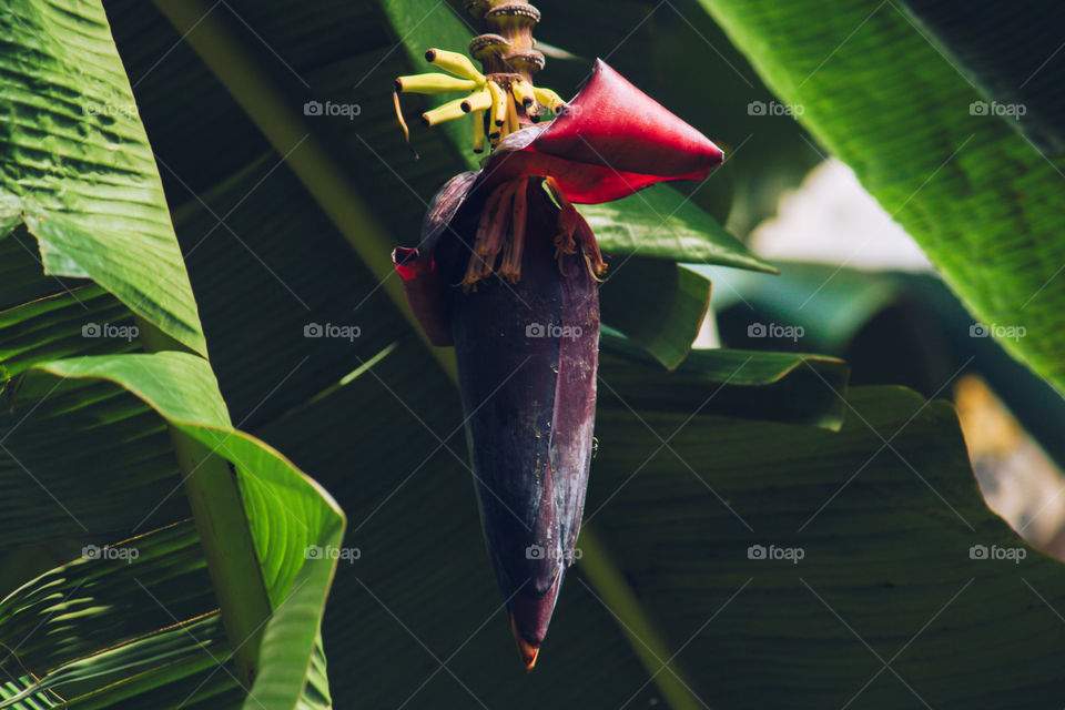 banana flower