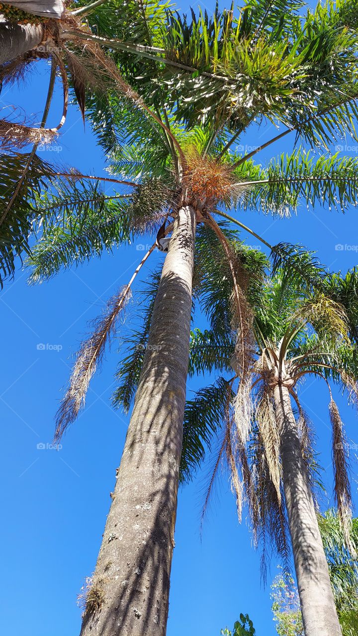 Lindas e exuberantes palmeiras que contrasta com o céu azul.